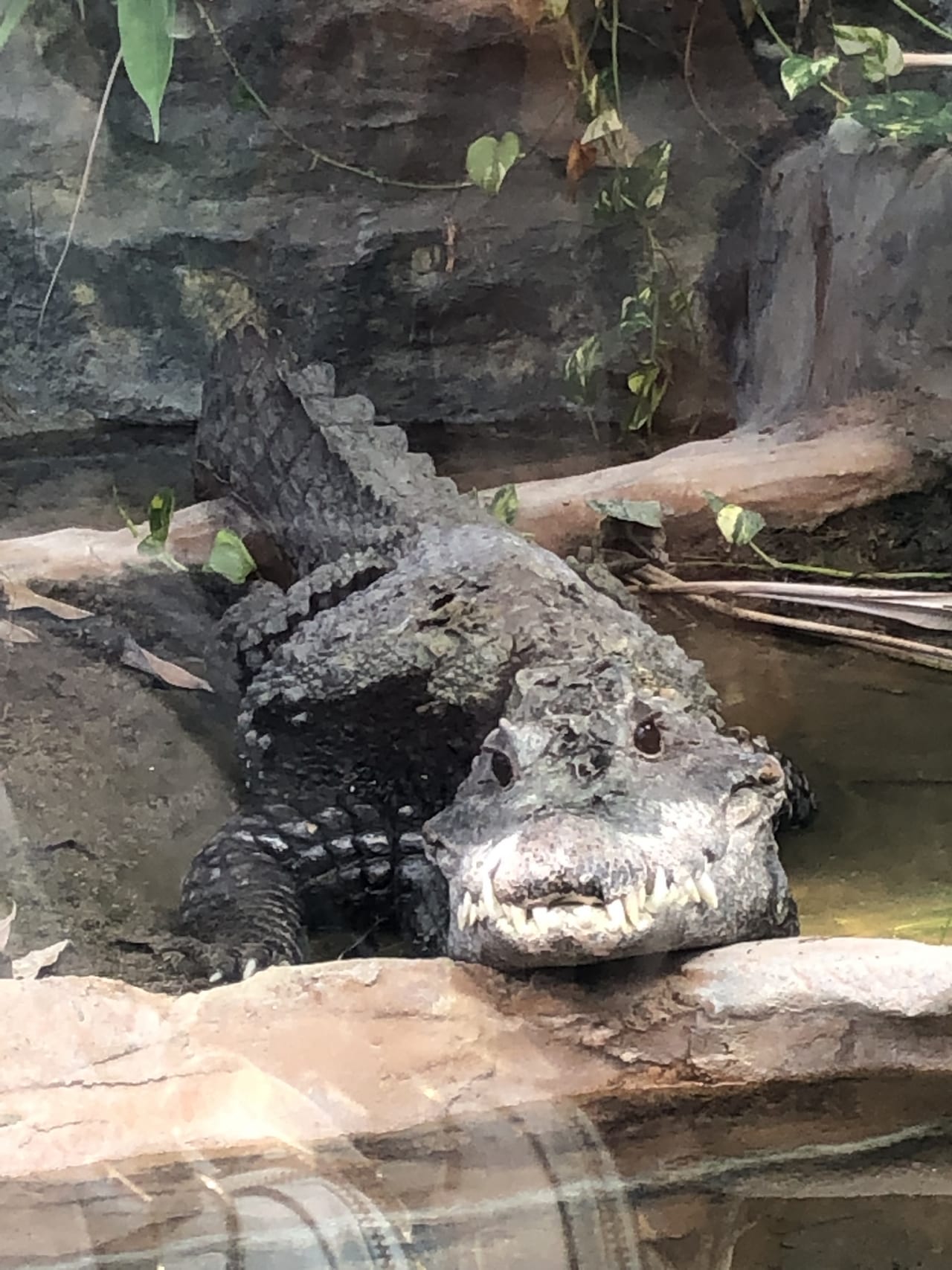 上野動物園いって来ました スタッフブログ